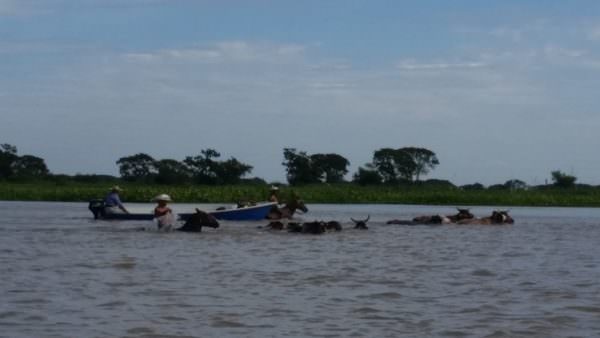 Gauchos, die die Kühe von Insel zu Insel durch den Fluss treiben