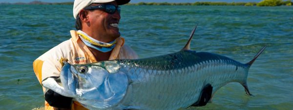 Tarpon