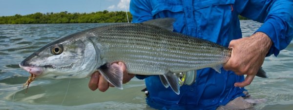 Großer Bonefish