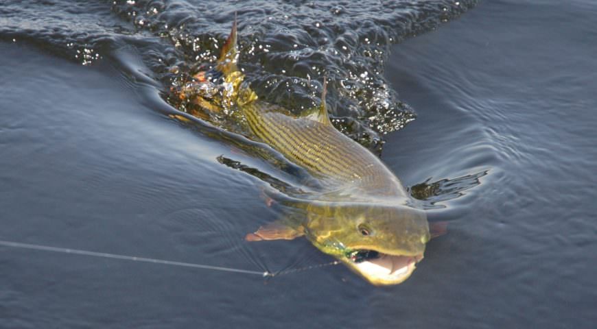 Argentinien-Dorado-Cua-Lodge-Dorado-Drill