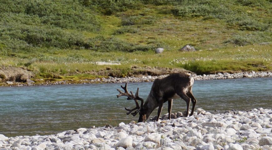 Grönland-KangiaLodge-Kundenbericht-August-2025-Rentier