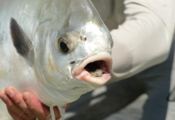 Mexiko-Punta-Allen-Fishing-Club-Permit