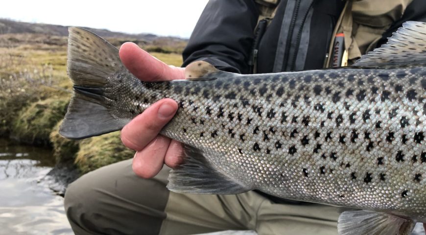 Thingvallavatn-Ice-Age-Trout-24