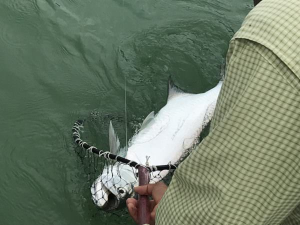 Und Baby-Tarpon