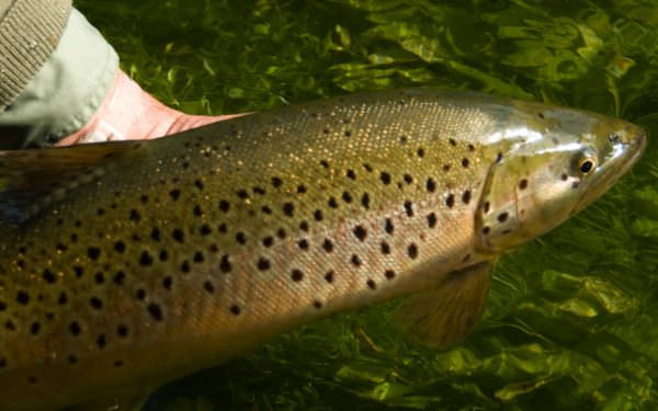 Große Bachforelle aus dem River Test