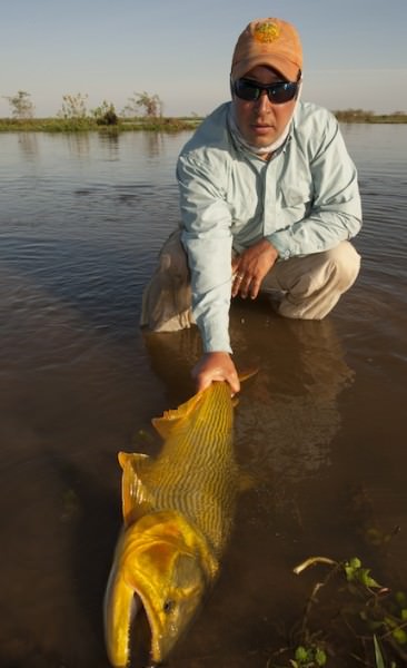 Dorado aus dem Río Paraná